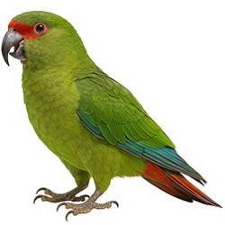 Southern Cone Parakeets